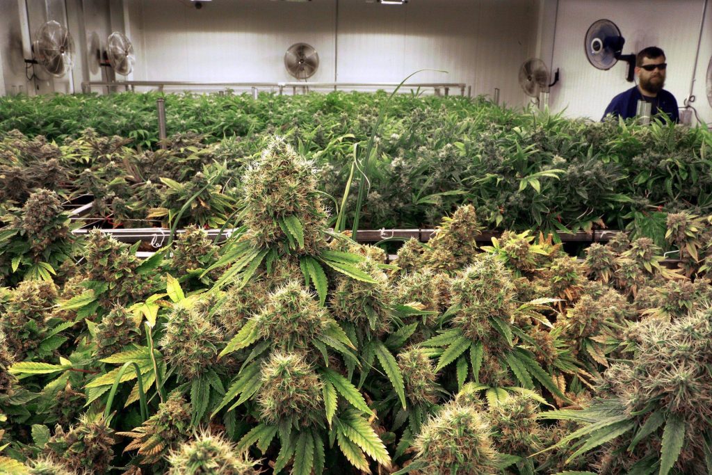 Корневая система растений марихуаны