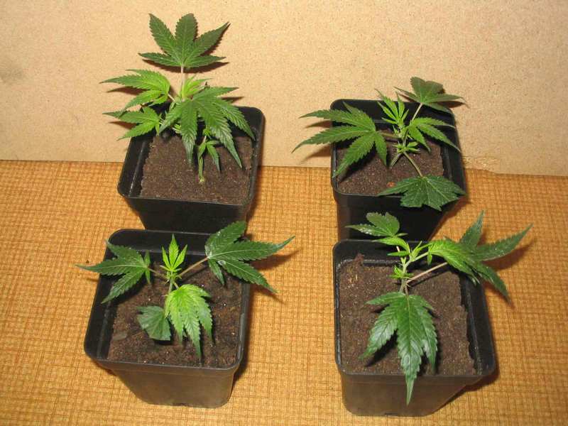 Корневая система растений марихуаны